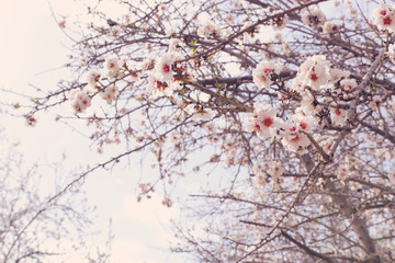 background of spring cherry blossoms tree. selective focus