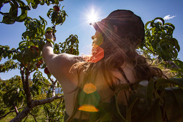 rear view of a caucasian woman between tree branches and leaves picking peach fruits, with the sun...