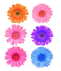 Gerbera flowers colorfull on white background