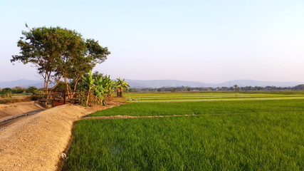   Natural space in the morning.. Rice land that are starting to dry after the farmer has finished harvesting. Royalty-free stock picture. 