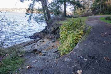 forest with walking path leading along the edge of the puget sound