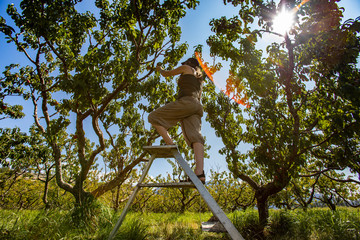 low angle view of a caucasian woman up on a ladder, she picking peaches fruits from a peach tree in the orchard, with shining sun at the blue sky