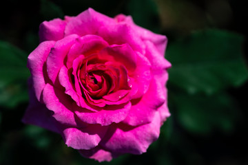group of pink rose with green leaf from garden
