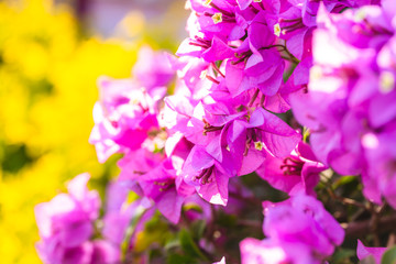 blooming bougainvillea.Magenta bougainvillea flowers. bougainvillea flowers as a background.