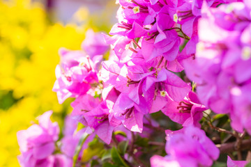 Obraz premium blooming bougainvillea.Magenta bougainvillea flowers. bougainvillea flowers as a background.