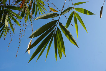 Giant bamboo leave under blue sky