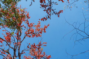 Bastard Teak or beautiful frame of the forest, Butea monosperma (Lam.),Beautiful orange flowers.