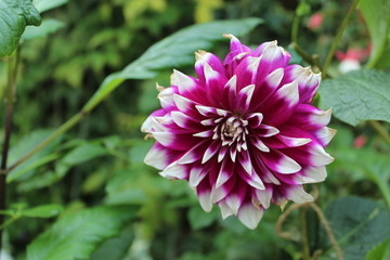 pink white flower in the garden