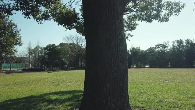 大木