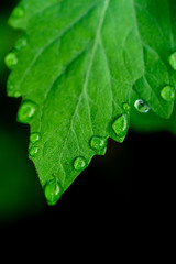 Dew drops on the foliage of tomatoes. Close-up.