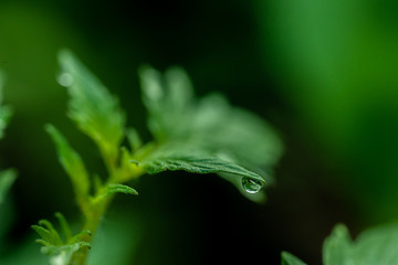 Dew drops on the foliage of tomatoes. Close-up.