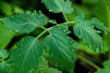 Dew drops on the foliage of tomatoes. Close-up.