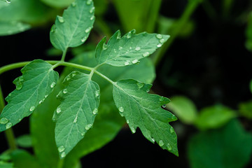 Dew drops on the foliage of tomatoes. Close-up.