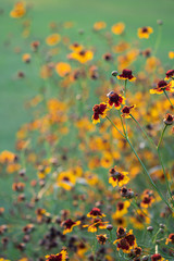 Selective focus  Plains coreopsis or garden tickseed flower in a garden.Beautiful blurred blossom  flower in nature.