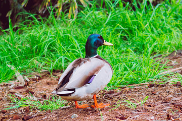 The little wild duck in the park