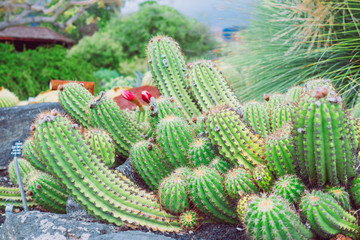 Cactus with flowers in the botanical garden