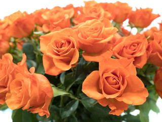 オレンジ色のバラの花