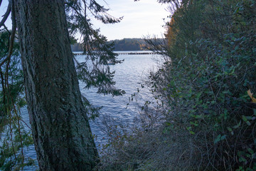 forest with walking path leading along the edge of the puget sound