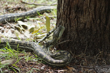 Australian Carpet Python next to tree