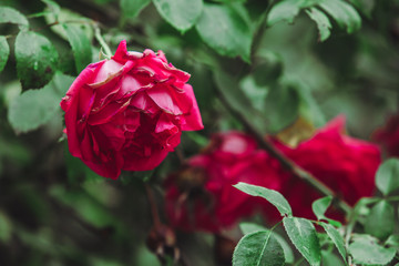 red roses bushes close up