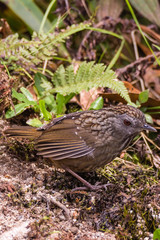 The streaked wren-babbler (Napothera brevicaudata) is a small short-tailed brown babbler with heavy blackish streaking above, dull below with streaked whitish throat