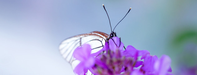 beautiful white butterfly on purple flowers flower
