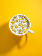 Herbal tea with fresh chamomile flowers in a cup
