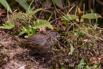 The streaked wren-babbler (Napothera brevicaudata) is a small short-tailed brown babbler with heavy blackish streaking above, dull below with streaked whitish throat