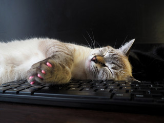 Beige thai cat with colorful soft claws nail caps sleeping on a black keyboard