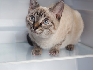Beige thai cat slitting in a clean refrigerator