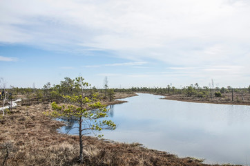 View of the beautiful nature in swamp - pond, lakes, conifer trees, moss  in Great Kemeri Bog Boardwalk, Latvia, Europe