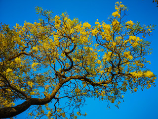 Beautiful Silver trumpet tree,Tree of gold,Paraguayan silver trumpet tree.Selective focus a yellow flower in the garden.(Tabebuia aurea,Caribbean trumpet tree)