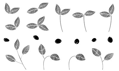 植物のイラスト：葉っぱ、葉脈、実