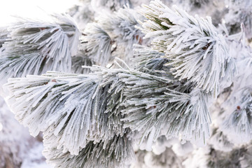beautiful icy fir branches of conifer close-up. Winter tree. Frost