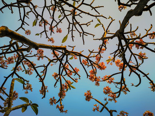 Selective focus pink Plumeria flower with in blue sky.Beautiful plumeria flower background.