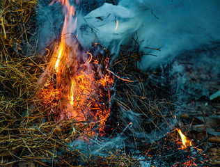 fire in forest