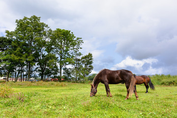 日本の北海道東部・9月、放牧された馬