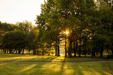 View of the sun's rays through the trees. Park in the morning in summer