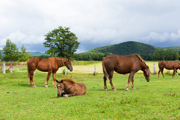 Naklejka na ściany i meble 日本の北海道東部・9月、放牧された馬