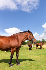 Obraz premium 日本の北海道東部・9月、放牧された馬