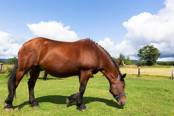 Obraz premium 日本の北海道東部・9月、放牧された馬