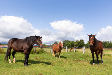 Fototapeta premium 日本の北海道東部・9月、放牧された馬