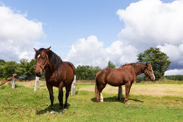 Fototapeta premium 日本の北海道東部・9月、放牧された馬