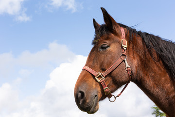 Obraz premium 日本の北海道東部・9月、放牧された馬