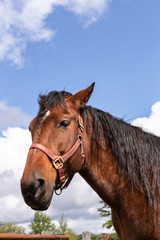 Obraz premium 日本の北海道東部・9月、放牧された馬