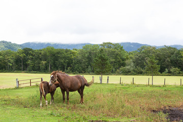 Fototapeta na wymiar 日本の北海道東部・9月、放牧された馬