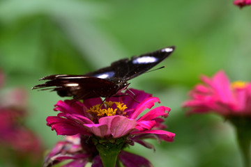 Hypolimnas bolina in Indonesia we call Kupu-Kupu Renda or some country commonly known as eggfly, the great eggfly