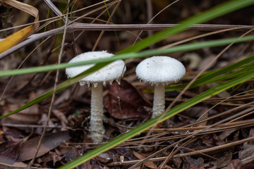 A white toxic mushroom. Close up.