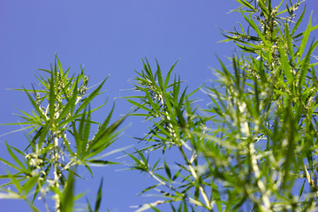 cannabis bushes against a blue sky with a place for the inscription, an alternative to modern medicine. Illegal cultivation of marijuana.