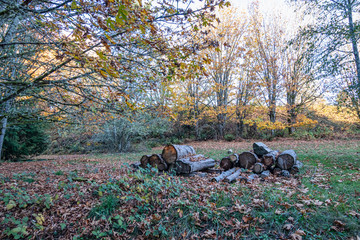 pile of felled tree trunks and wood on lawn